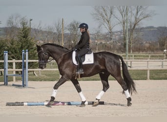 Francés de silla (Selle francais), Caballo castrado, 4 años, 170 cm, Negro