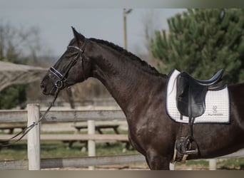 Francés de silla (Selle francais), Caballo castrado, 4 años, 170 cm, Negro