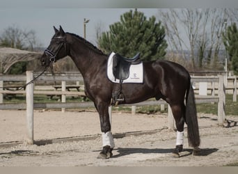 Francés de silla (Selle francais), Caballo castrado, 4 años, 170 cm, Negro