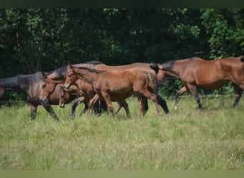 Francés de silla (Selle francais), Caballo castrado, 4 años, Castaño