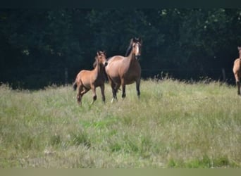 Francés de silla (Selle francais), Caballo castrado, 4 años, Castaño