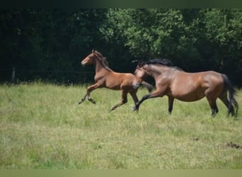 Francés de silla (Selle francais), Caballo castrado, 4 años, Castaño