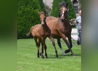 Francés de silla (Selle francais), Caballo castrado, 4 años, Castaño