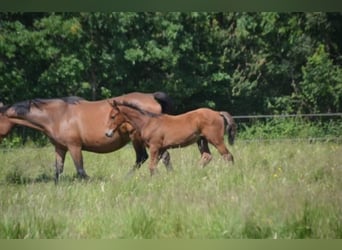 Francés de silla (Selle francais), Caballo castrado, 4 años, Castaño