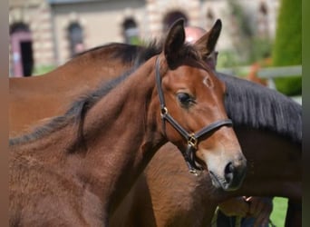 Francés de silla (Selle francais), Caballo castrado, 4 años, Castaño