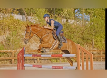 Francés de silla (Selle francais), Caballo castrado, 5 años, 165 cm, Alazán