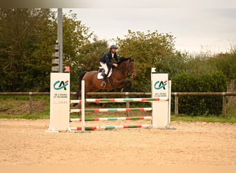 Francés de silla (Selle francais), Caballo castrado, 5 años, 165 cm, Castaño