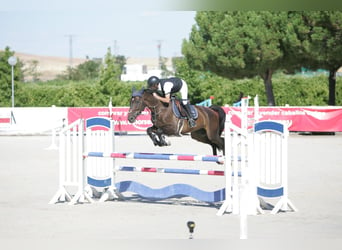 Francés de silla (Selle francais), Caballo castrado, 5 años, 167 cm, Castaño oscuro