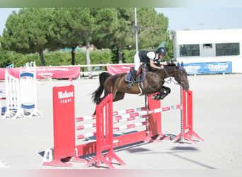 Francés de silla (Selle francais), Caballo castrado, 5 años, 167 cm, Castaño oscuro