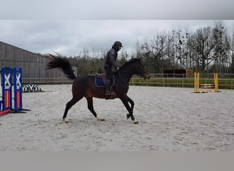 Francés de silla (Selle francais), Caballo castrado, 5 años, 169 cm, Morcillo