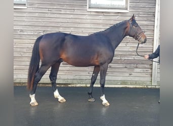 Francés de silla (Selle francais), Caballo castrado, 5 años, 169 cm, Morcillo