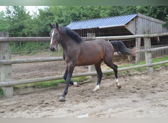 Francés de silla (Selle francais), Caballo castrado, 5 años, 169 cm, Morcillo