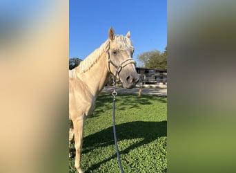 Francés de silla (Selle francais), Caballo castrado, 5 años, 170 cm, Palomino