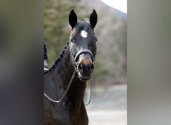 Francés de silla (Selle francais), Caballo castrado, 5 años, 173 cm, Morcillo