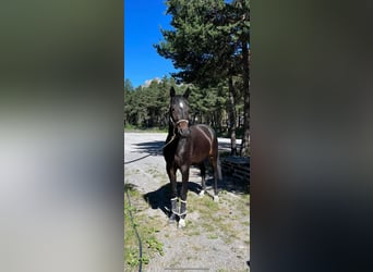 Francés de silla (Selle francais), Caballo castrado, 5 años, 173 cm, Morcillo