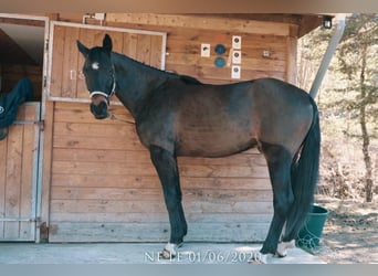 Francés de silla (Selle francais), Caballo castrado, 5 años, 173 cm, Morcillo