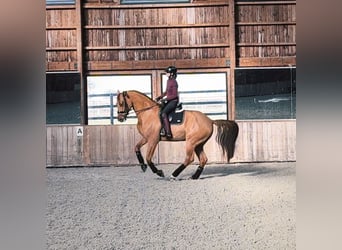 Francés de silla (Selle francais), Caballo castrado, 5 años, 180 cm, Alazán