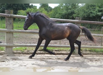 Francés de silla (Selle francais), Caballo castrado, 5 años, Negro