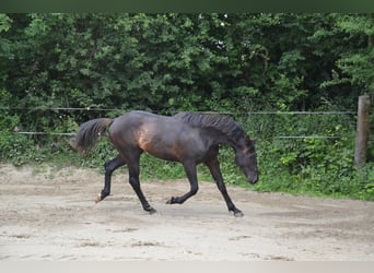 Francés de silla (Selle francais), Caballo castrado, 5 años, Negro