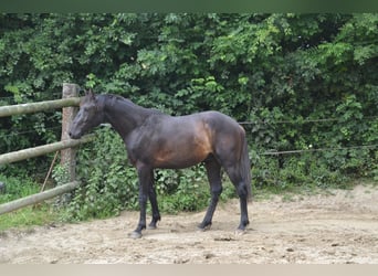 Francés de silla (Selle francais), Caballo castrado, 5 años, Negro