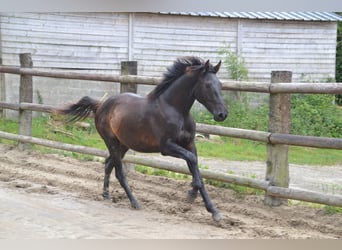 Francés de silla (Selle francais), Caballo castrado, 5 años, Negro