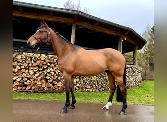 Francés de silla (Selle francais), Caballo castrado, 6 años, 160 cm, Castaño