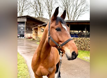 Francés de silla (Selle francais), Caballo castrado, 6 años, 160 cm, Castaño