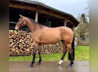 Francés de silla (Selle francais), Caballo castrado, 6 años, 160 cm, Castaño