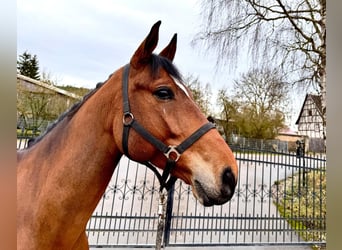 Francés de silla (Selle francais), Caballo castrado, 6 años, 160 cm, Castaño