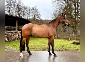 Francés de silla (Selle francais), Caballo castrado, 6 años, 160 cm, Castaño