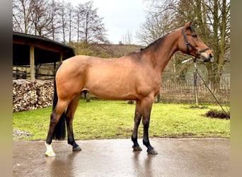 Francés de silla (Selle francais), Caballo castrado, 6 años, 160 cm, Castaño