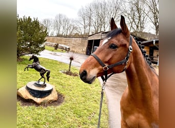 Francés de silla (Selle francais), Caballo castrado, 6 años, 160 cm, Castaño