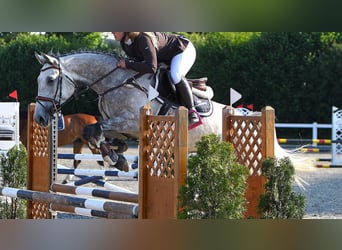 Francés de silla (Selle francais), Caballo castrado, 6 años, 166 cm, Tordo