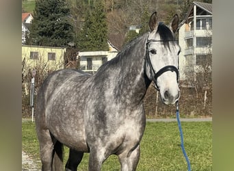 Francés de silla (Selle francais), Caballo castrado, 6 años, 167 cm, Tordo