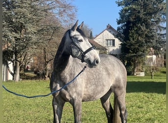 Francés de silla (Selle francais), Caballo castrado, 6 años, 167 cm, Tordo