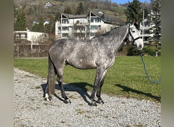 Francés de silla (Selle francais), Caballo castrado, 6 años, 167 cm, Tordo