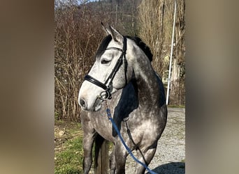 Francés de silla (Selle francais), Caballo castrado, 6 años, 167 cm, Tordo