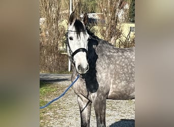 Francés de silla (Selle francais), Caballo castrado, 6 años, 167 cm, Tordo