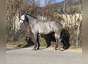 Francés de silla (Selle francais), Caballo castrado, 6 años, 167 cm, Tordo