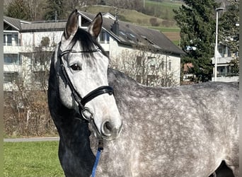 Francés de silla (Selle francais), Caballo castrado, 6 años, 167 cm, Tordo