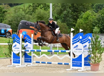 Francés de silla (Selle francais), Caballo castrado, 6 años, 169 cm, Castaño oscuro