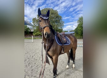 Francés de silla (Selle francais), Caballo castrado, 6 años, 169 cm, Castaño oscuro