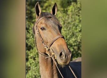 Francés de silla (Selle francais), Caballo castrado, 6 años, 169 cm, Castaño oscuro