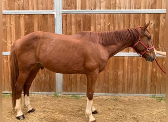 Francés de silla (Selle francais), Caballo castrado, 6 años, 171 cm, Alazán