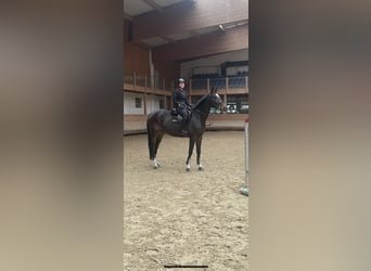 Francés de silla (Selle francais), Caballo castrado, 6 años, 175 cm, Castaño