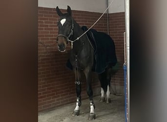 Francés de silla (Selle francais), Caballo castrado, 6 años, 175 cm, Castaño