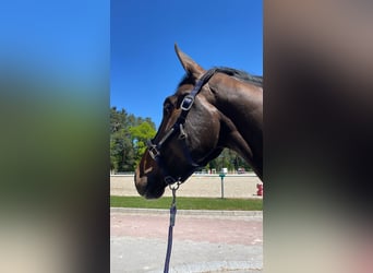 Francés de silla (Selle francais), Caballo castrado, 6 años, 180 cm, Castaño