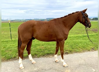 Francés de silla (Selle francais), Caballo castrado, 7 años, 163 cm, Alazán