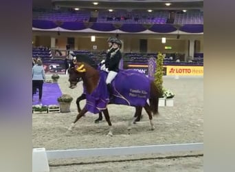 Francés de silla (Selle francais), Caballo castrado, 7 años, 163 cm, Alazán