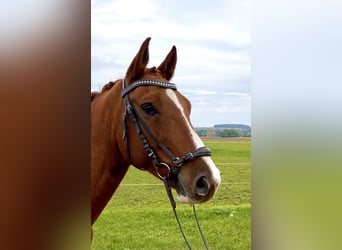 Francés de silla (Selle francais), Caballo castrado, 7 años, 163 cm, Alazán